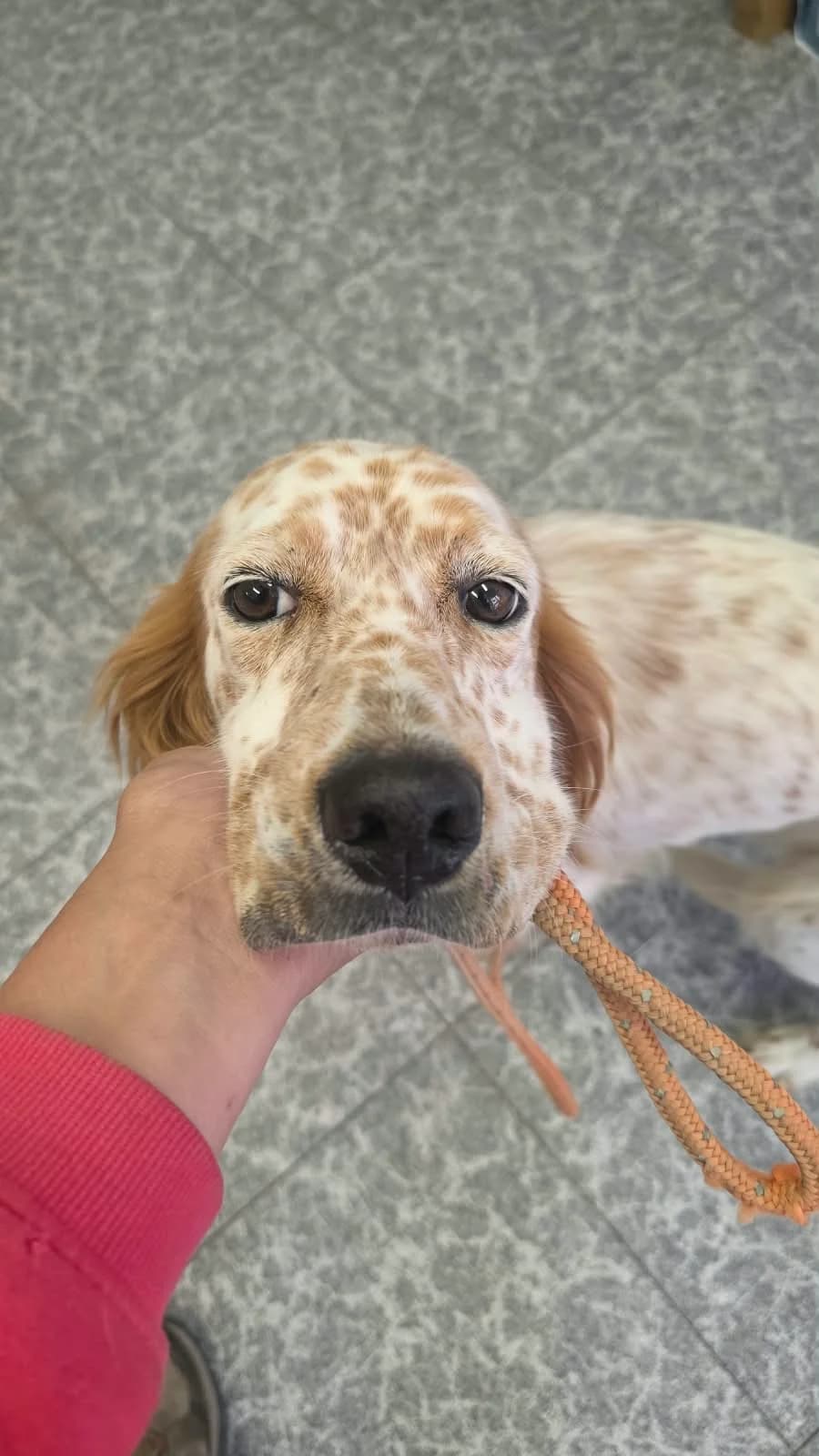 NESKA, female Mixed Breed for adoption at Adopta en los Abedules