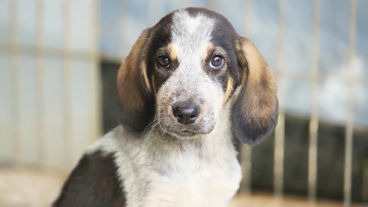 MUSA (cachorro), female Mixed Breed for adoption at Adopta en los Abedules