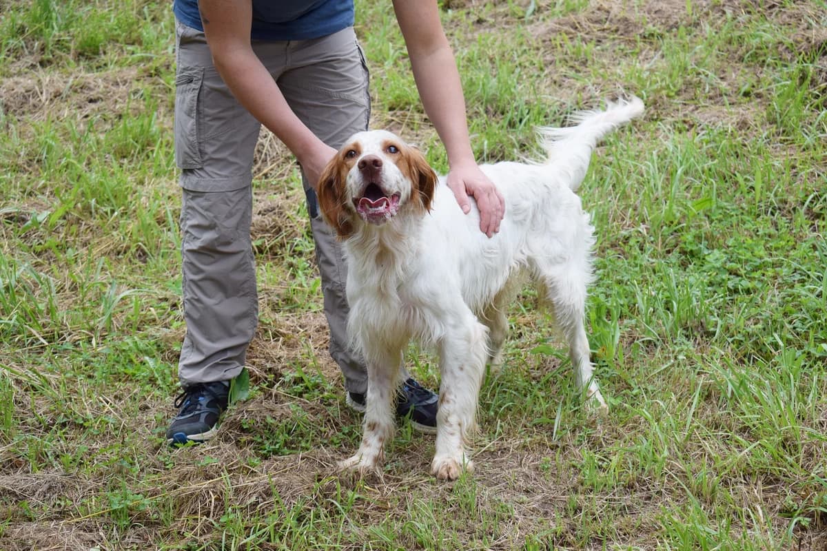 LEO (En Proceso de Adopción), Mixed Breed for adoption at Adopta en Los Abedules