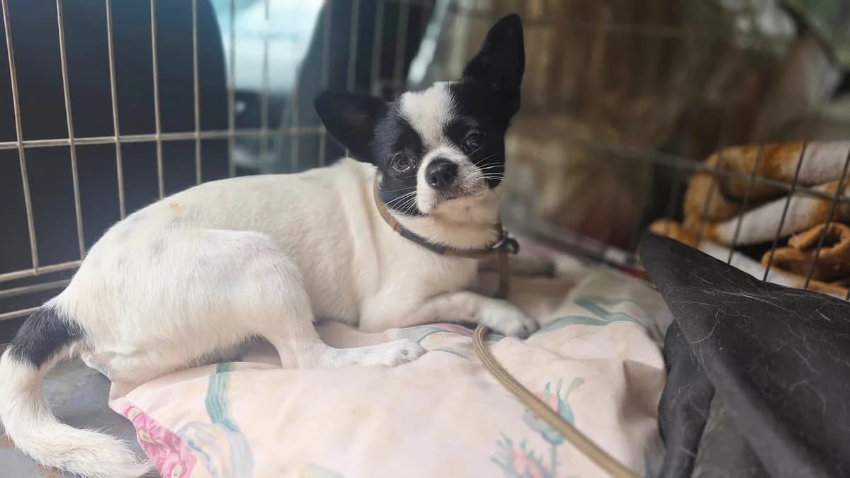 LUCKY (cachorro), Mixed Breed for adoption at Adopta en Los Abedules