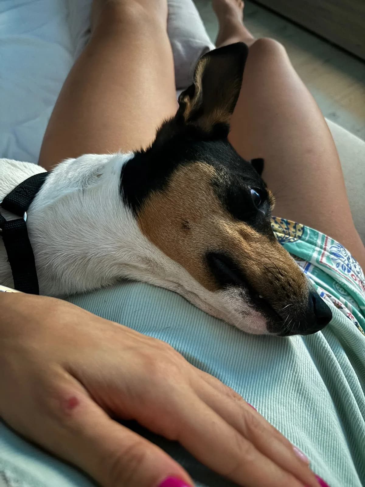 CHIQUI, male mixed breed for adoption at Adopta en Los Abedules