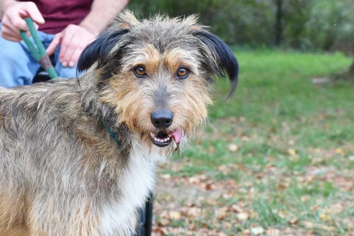MURSI, male Mixed Breed for adoption at Adopta en los Abedules