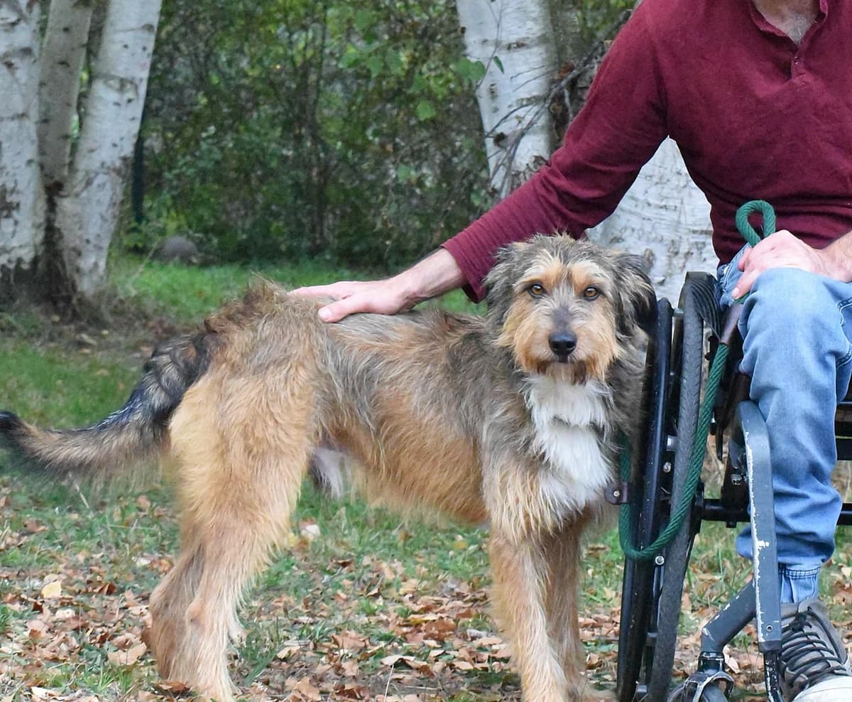 MURSI, male mixed breed for adoption at Adopta en Los Abedules