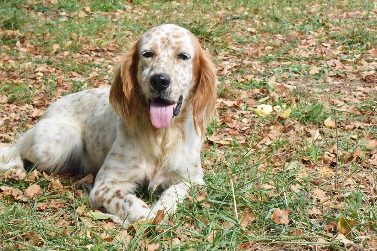 ZUR, female Mixed Breed for adoption at Adopta en los Abedules