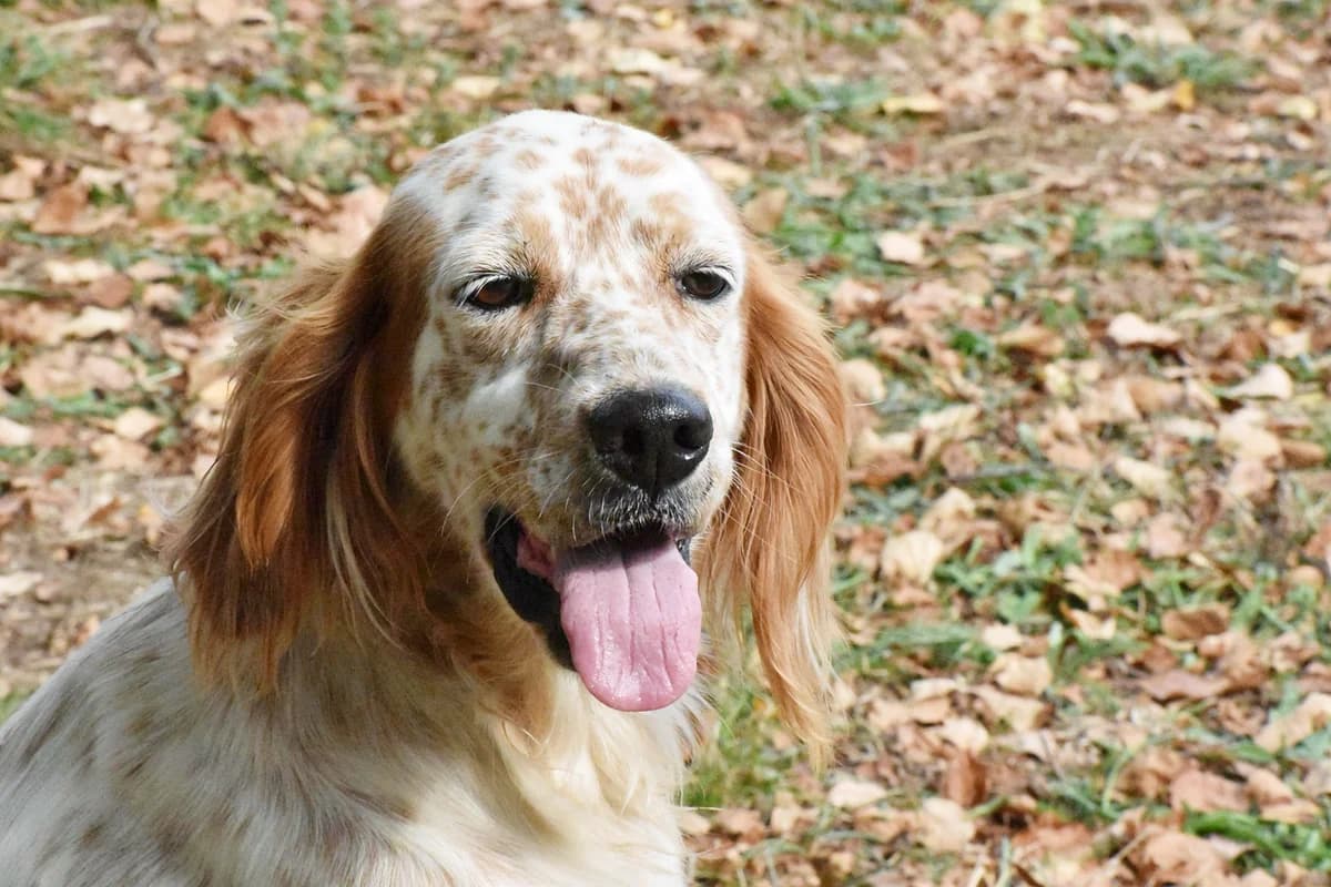 ZUR, Mixed Breed for adoption at Adopta en Los Abedules