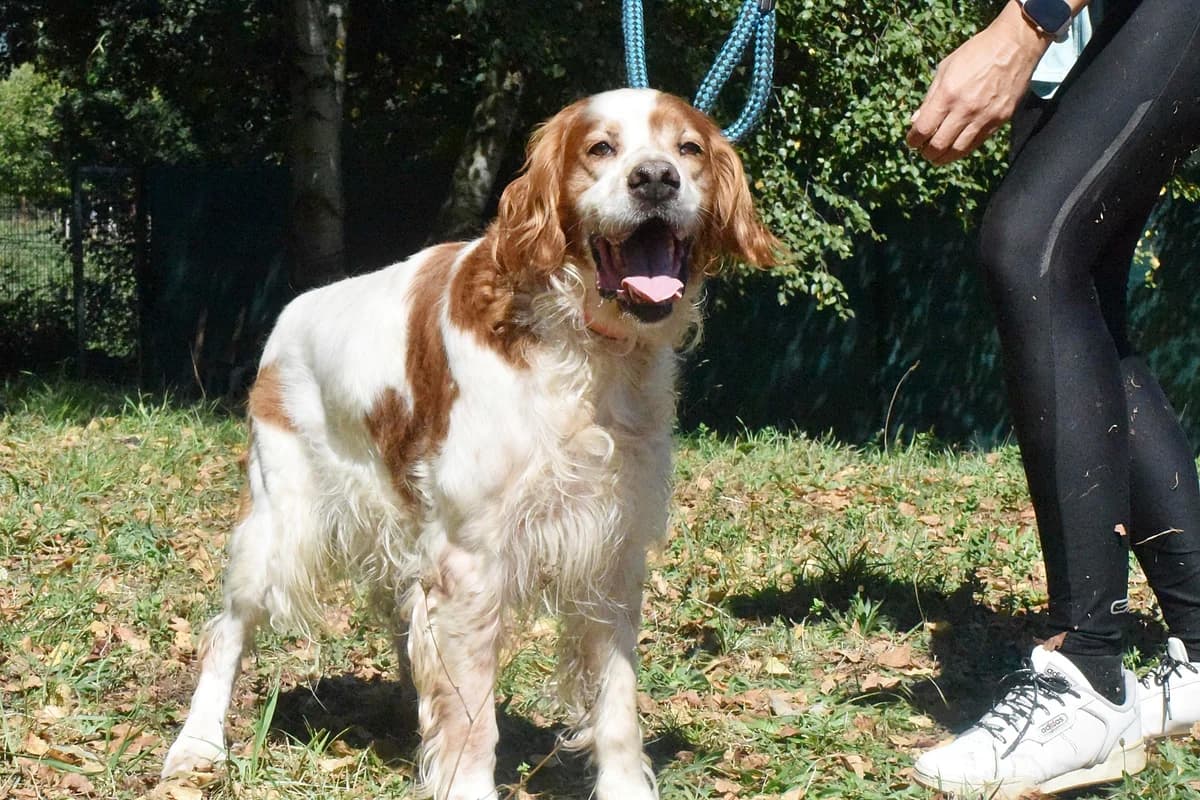 KAY, male mixed breed for adoption at Adopta en Los Abedules