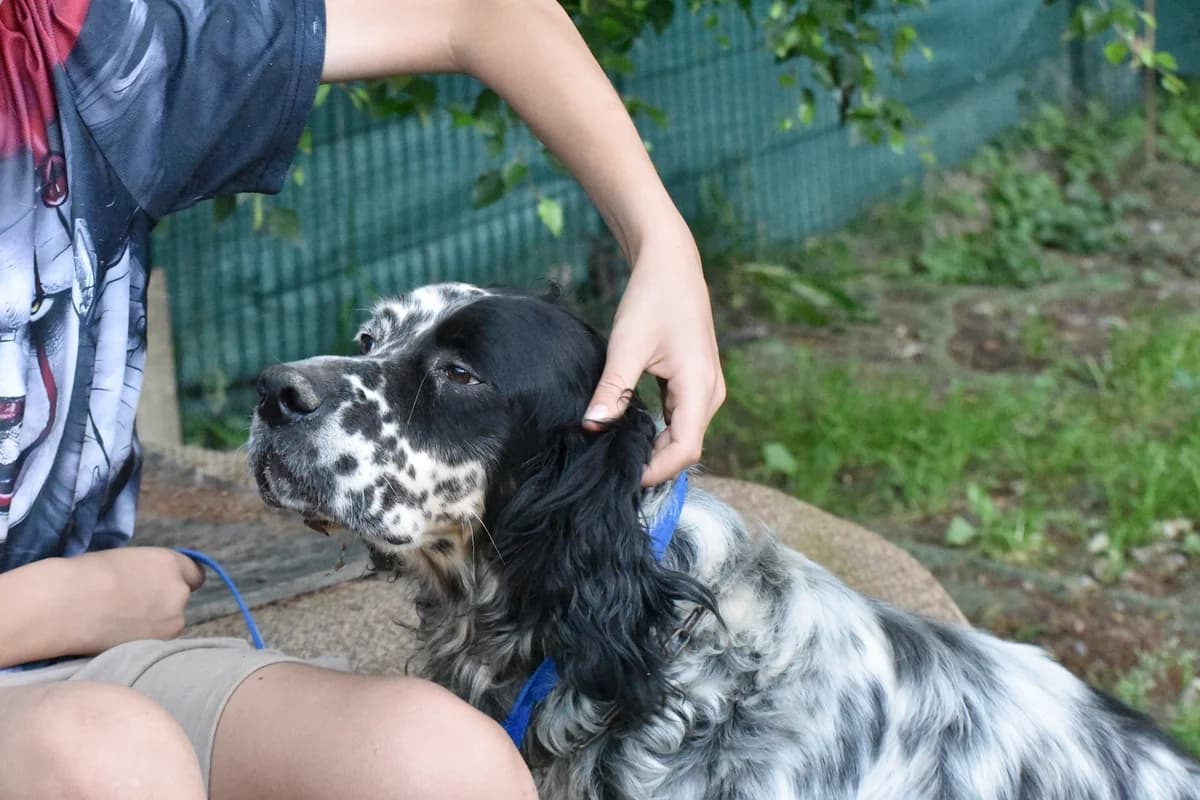 BOMER, Mixed Breed for adoption at Adopta en Los Abedules
