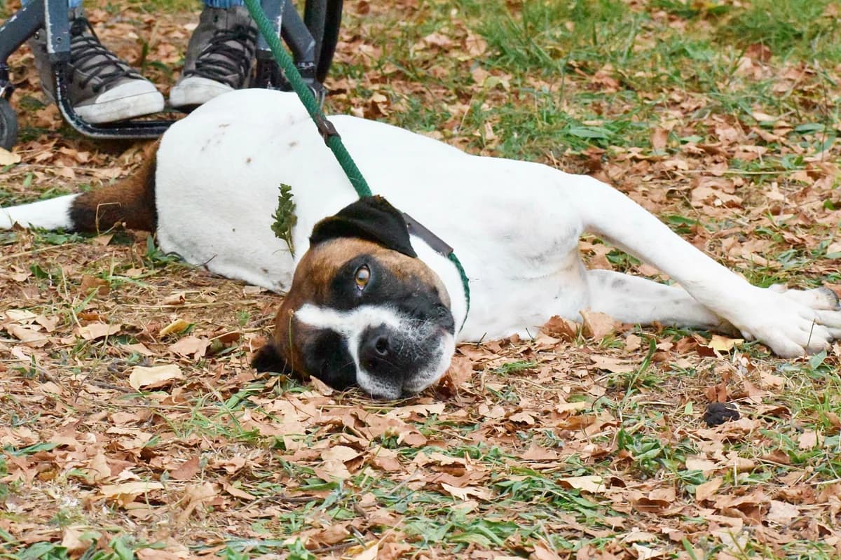 DONKY, male Mixed Breed for adoption at Adopta en los Abedules