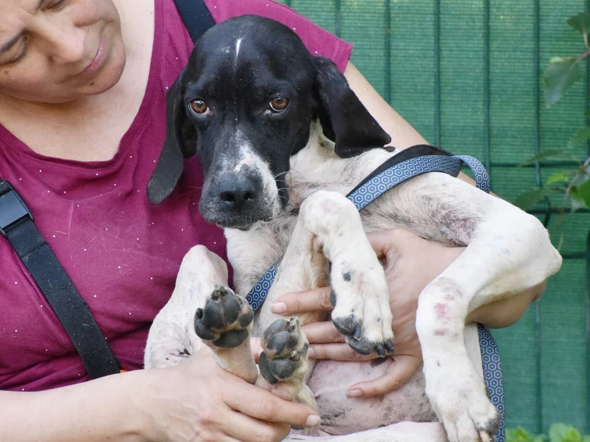 CATANIA (cachorro), female Labrador Retriever for adoption at Adopta en los Abedules