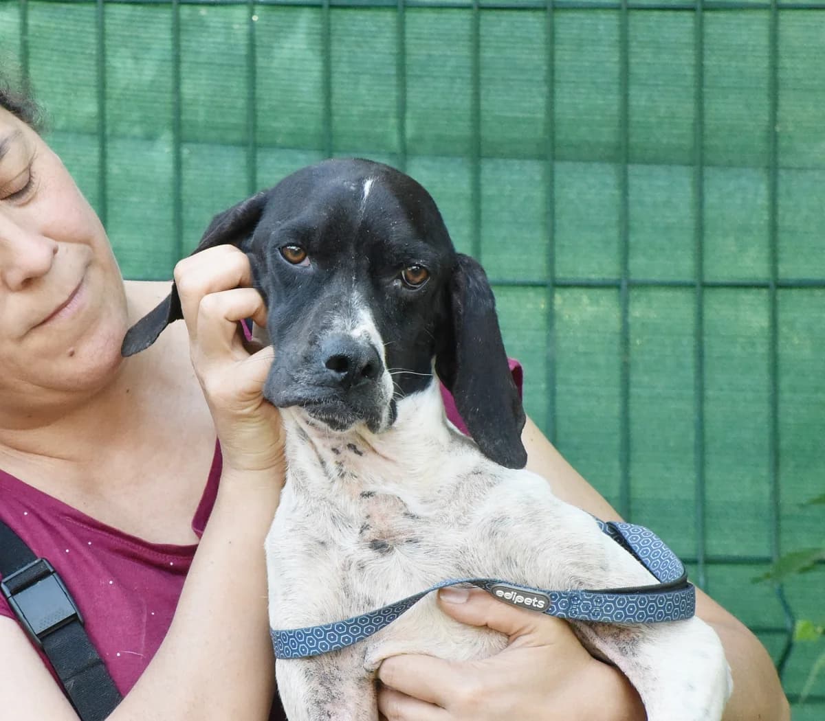 OLSON (En Proceso de Adopción), male mixed breed for adoption at Adopta en los Abedules