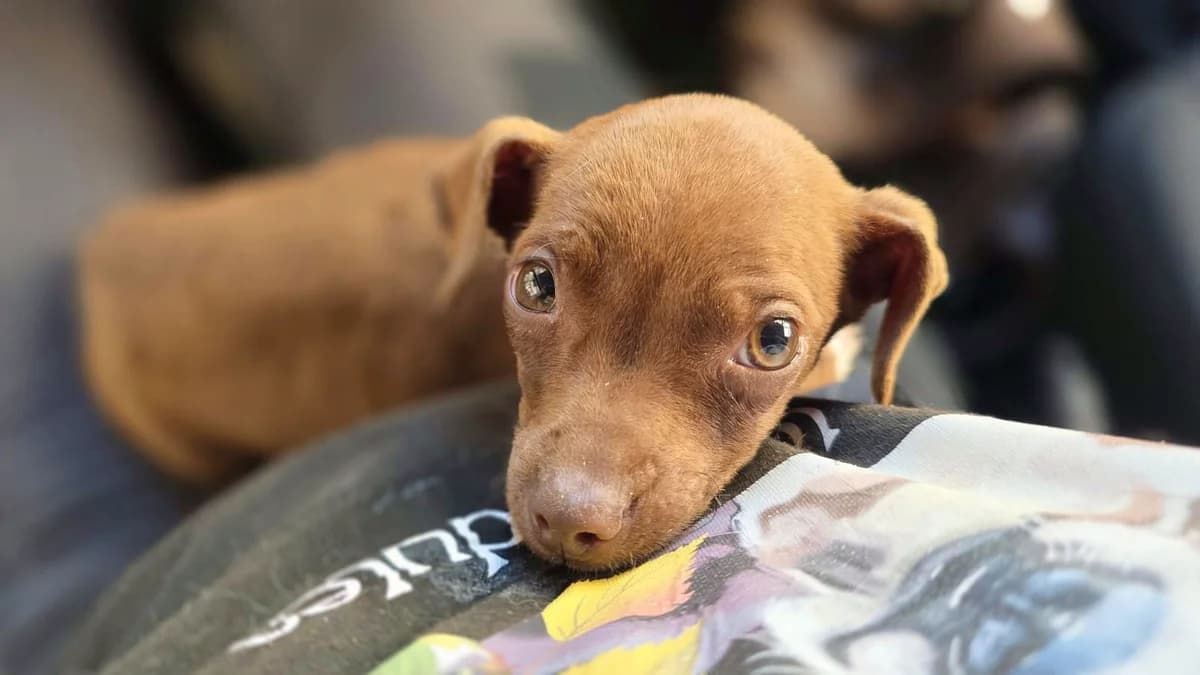 CUCHUMI (En Proceso de Adopción), male puppy Mixed Breed for adoption at Adopta en los Abedules