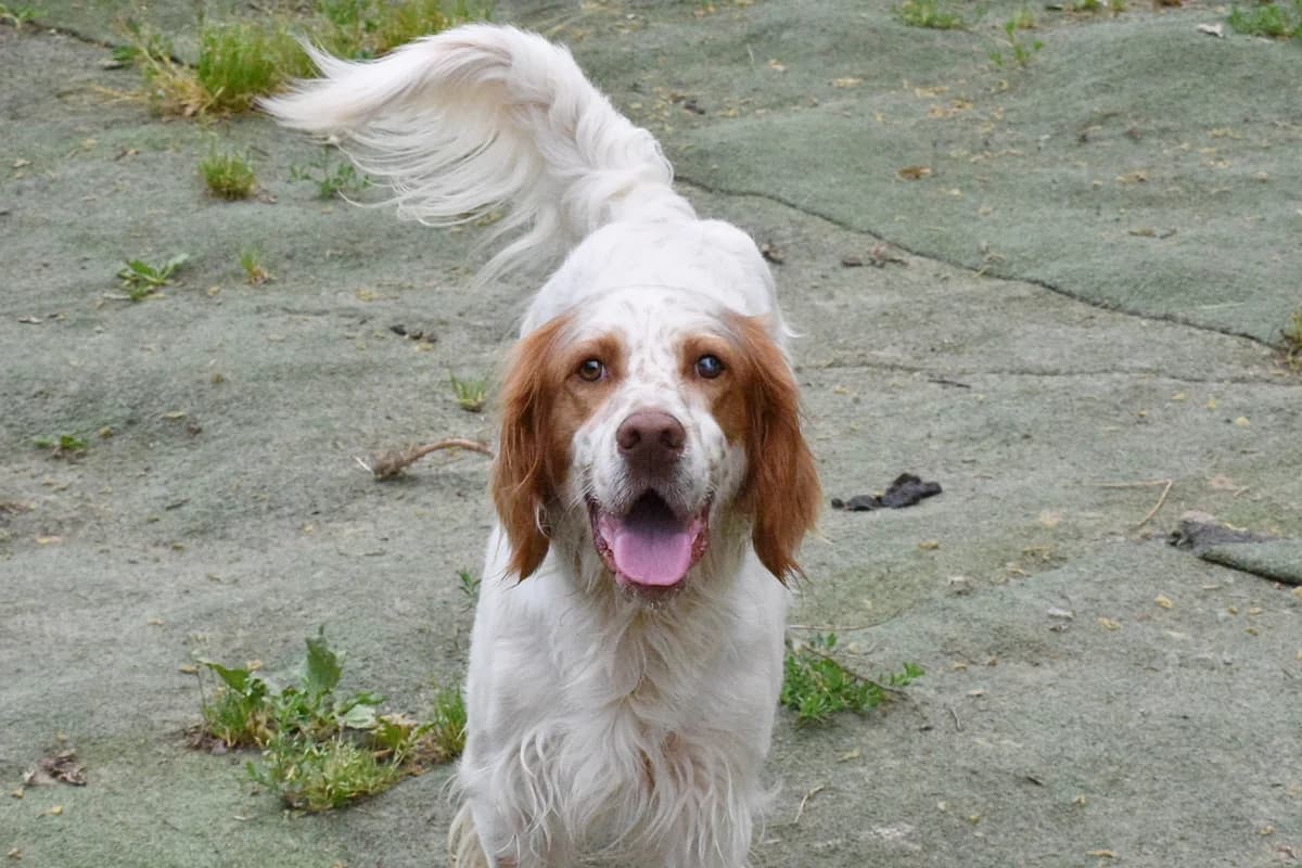 LEO, male Mixed Breed for adoption at Adopta en Los Abedules