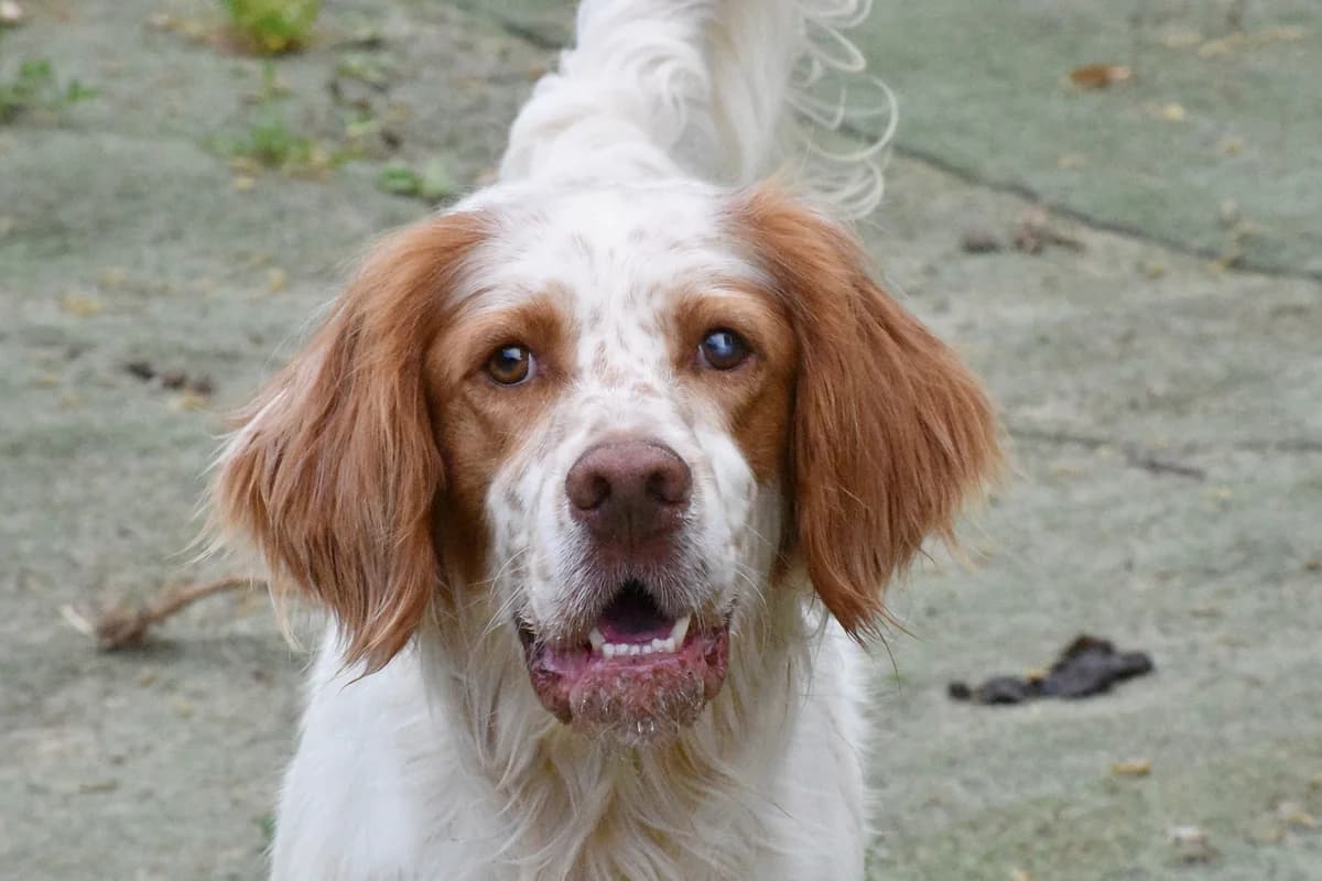 LEO, male Mixed Breed for adoption at Adopta en los Abedules