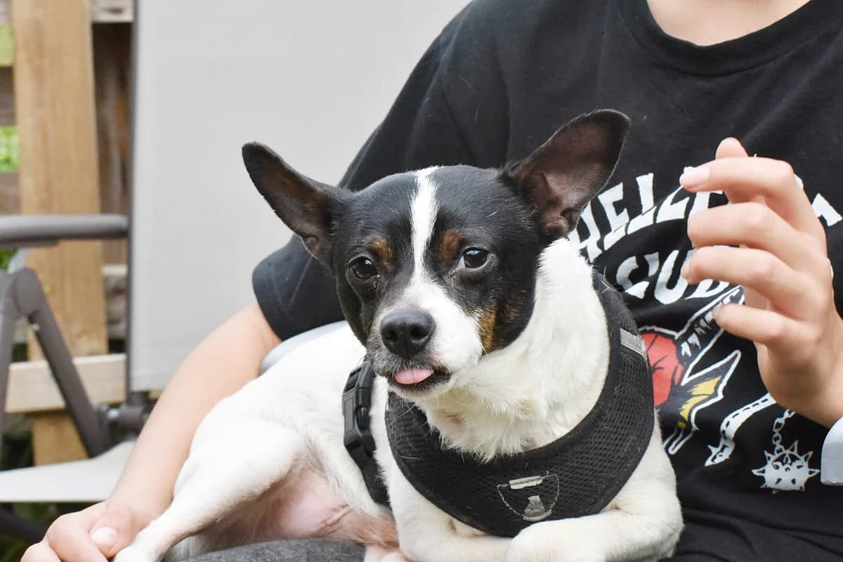 PIPO (tamaño pequeño), male Mixed Breed for adoption at Adopta en los Abedules