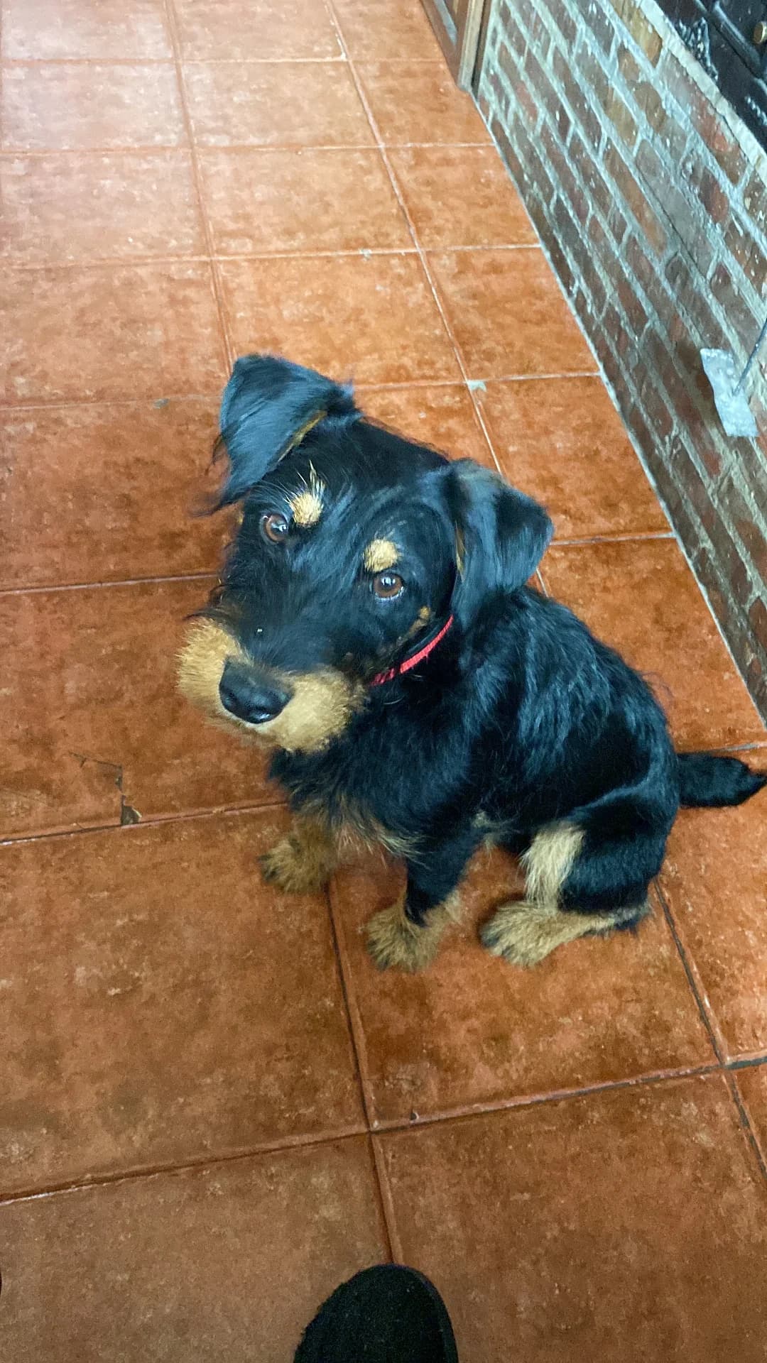 CHIQUI (En Proceso de Adopción), male Mixed Breed for adoption at Adopta en los Abedules
