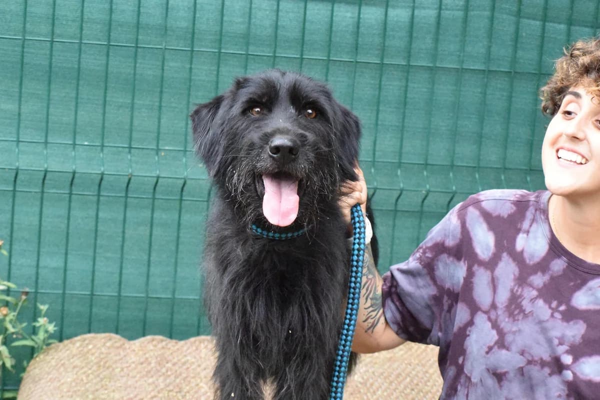 TERRÓN, male Mixed Breed for adoption at Adopta en Los Abedules