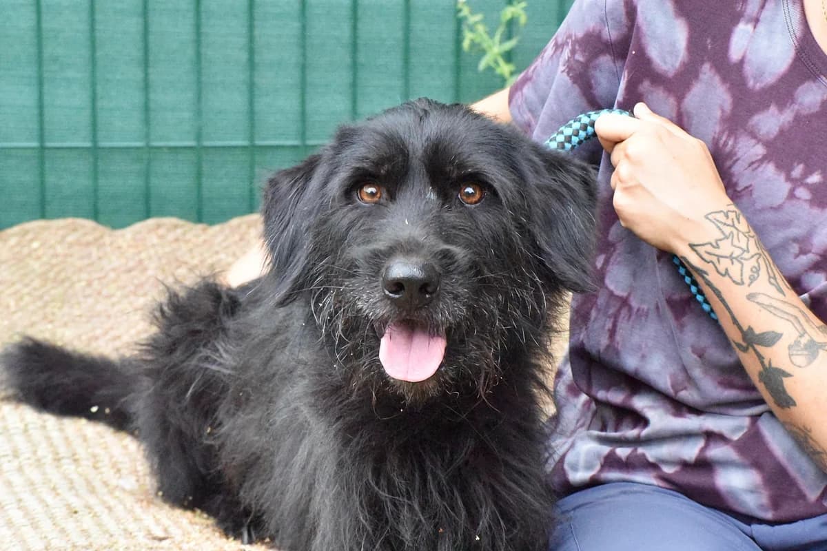 TERRÓN, male Mixed Breed for adoption at Adopta en los Abedules