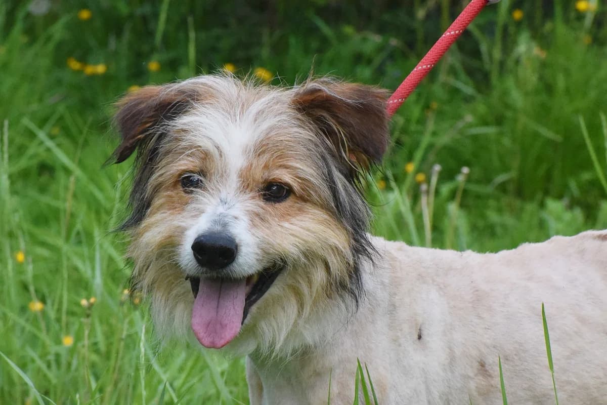 TICO, male Mixed Breed for adoption at Adopta en los Abedules