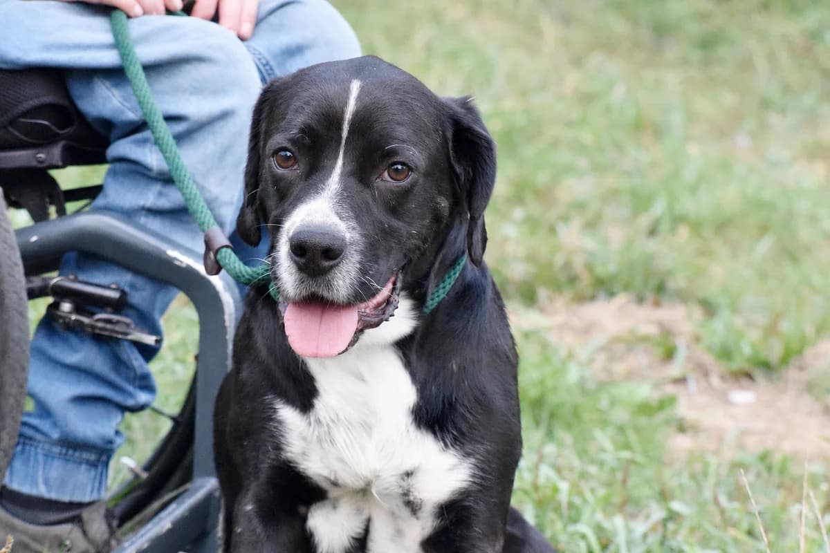 MONKY, male Mixed Breed for adoption at Adopta en Los Abedules
