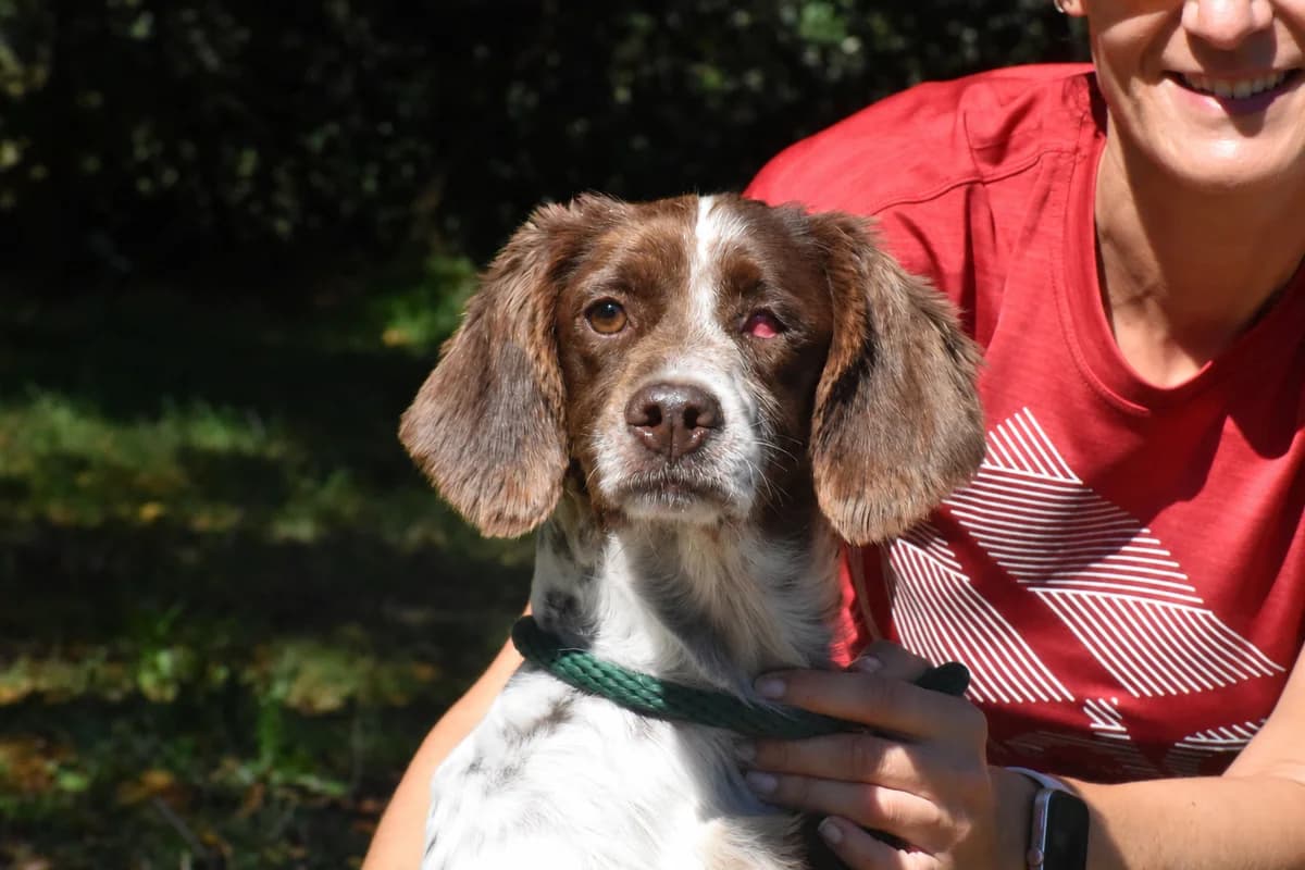 OZUNA, Mixed Breed for adoption at Adopta en Los Abedules