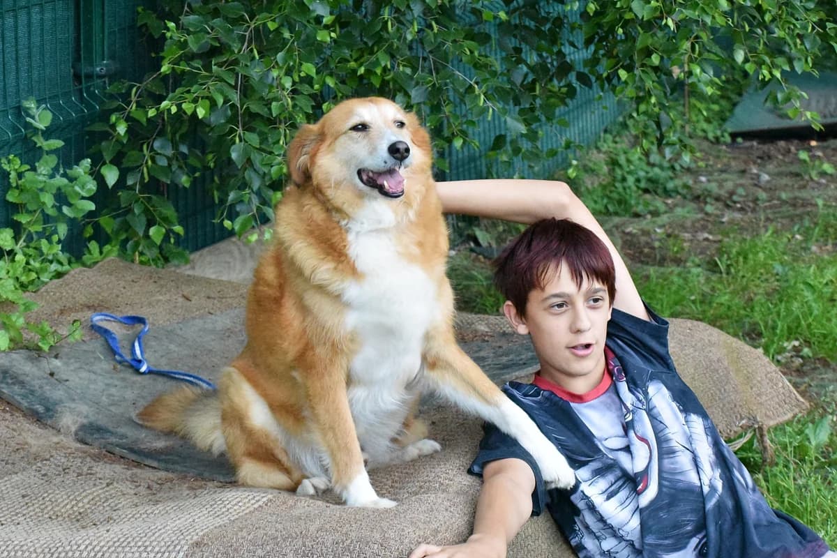 NOVAK, Mixed Breed for adoption at Adopta en Los Abedules