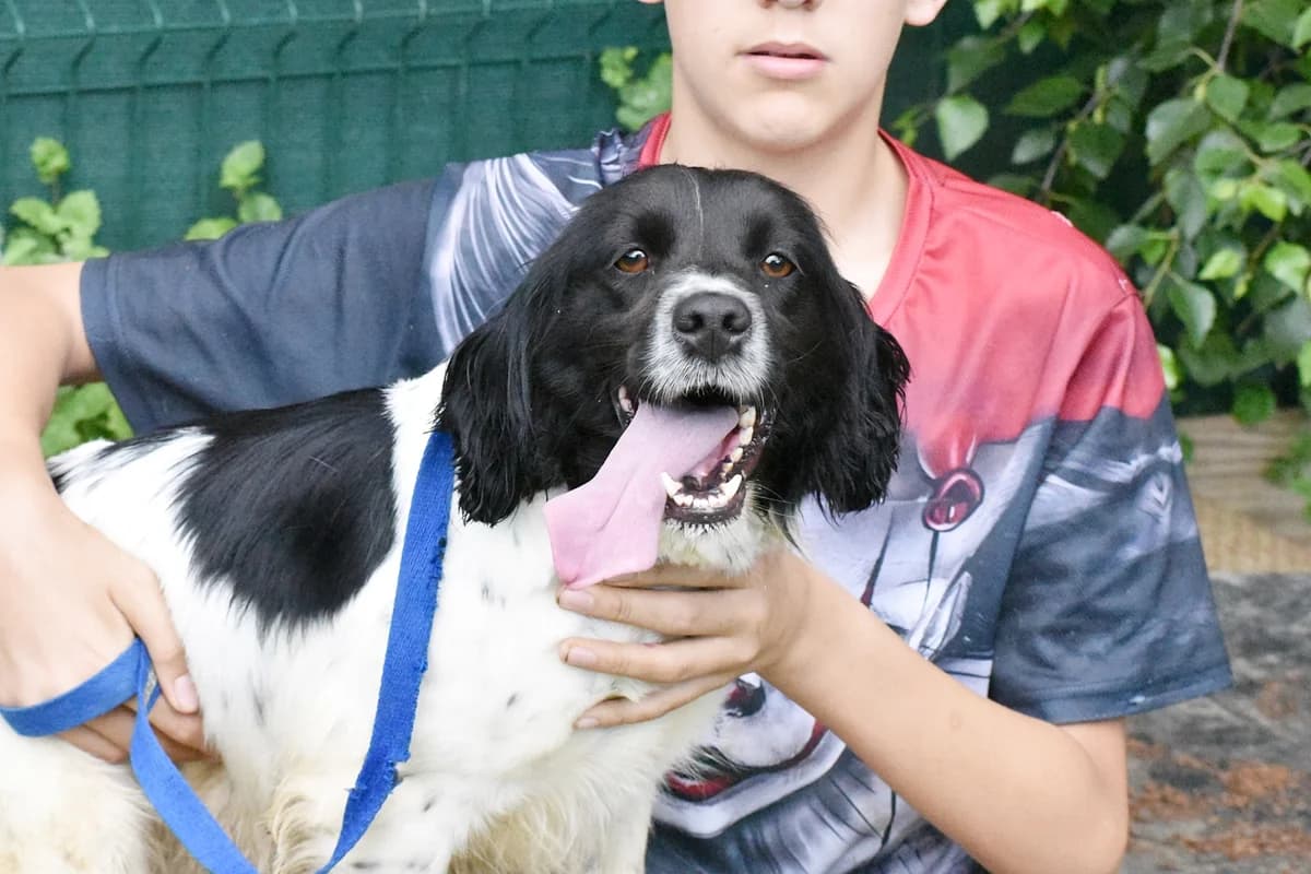 XIRA, Mixed Breed for adoption at Adopta en Los Abedules