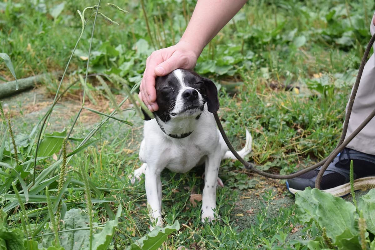MAYA (cachorro y tamaño pequeño), female Mixed Breed for adoption at Adopta en los Abedules