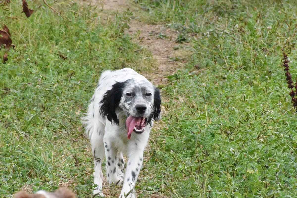 BAFFY, Mixed Breed for adoption at Adopta en Los Abedules
