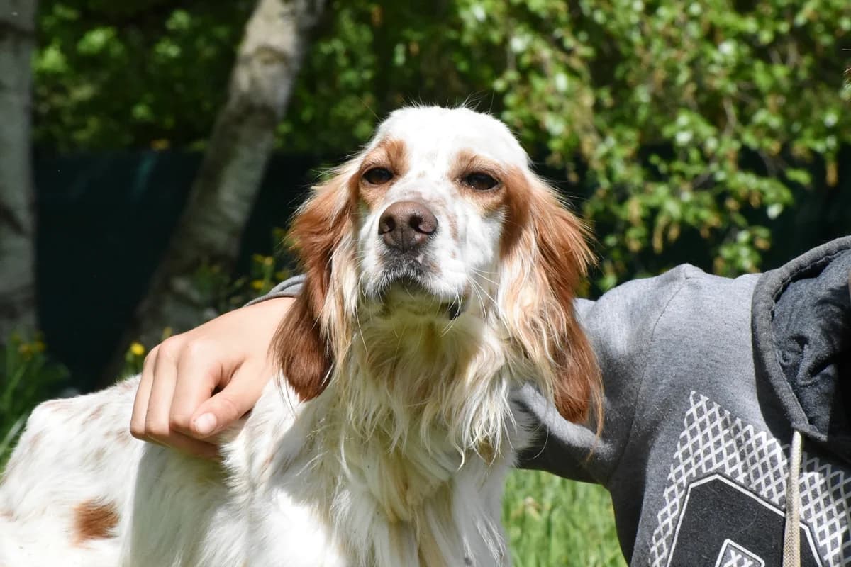 SURI (En Proceso de Adopción), male mixed breed for adoption at Adopta en los Abedules