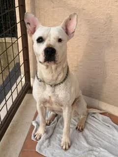 Tara, female 4yo Mixed Breed for adoption at Adoptamics