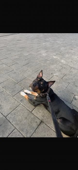 Kiko, male 3yo Mixed Breed for adoption at Adoptamics