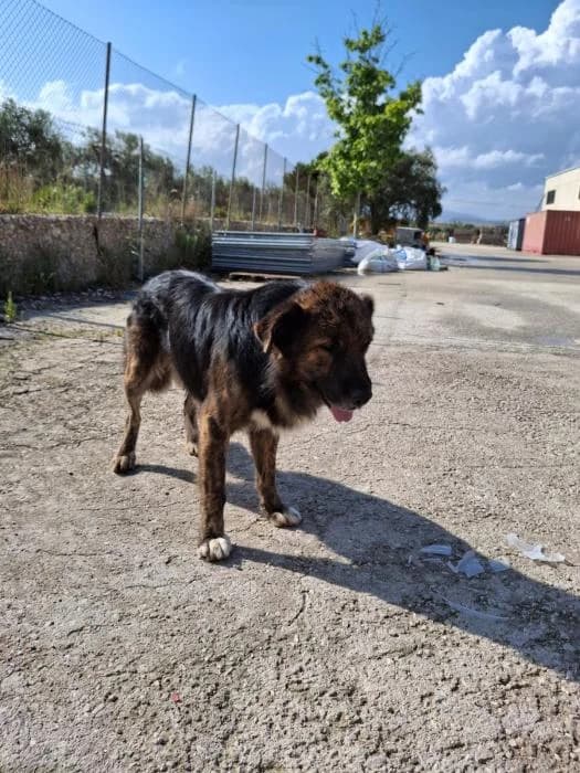Kioto, male 6yo mixed breed for adoption at Adoptamics