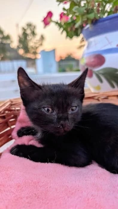 Bruna, female puppy European Shorthair for adoption at Adoptamics