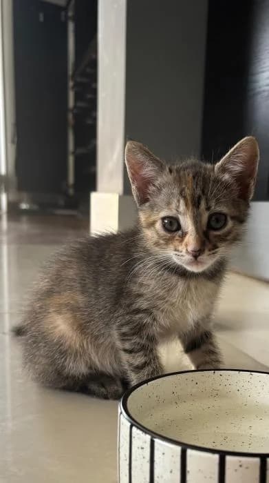 Atenea, female puppy Mixed Breed for adoption at Adoptamics