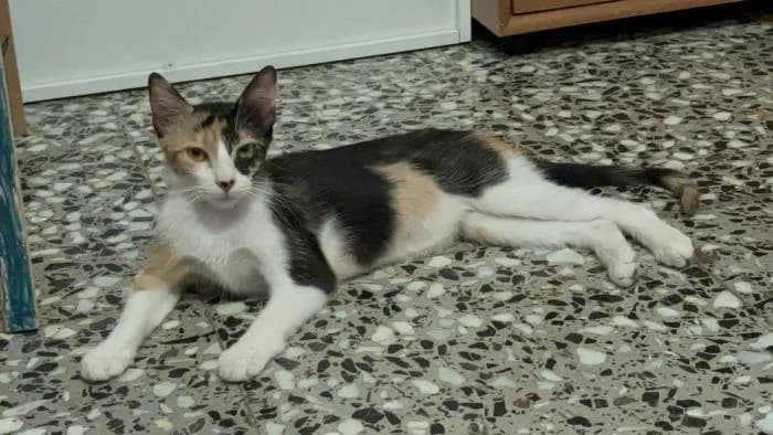 Dafne, female young mixed breed for adoption at Adoptamics