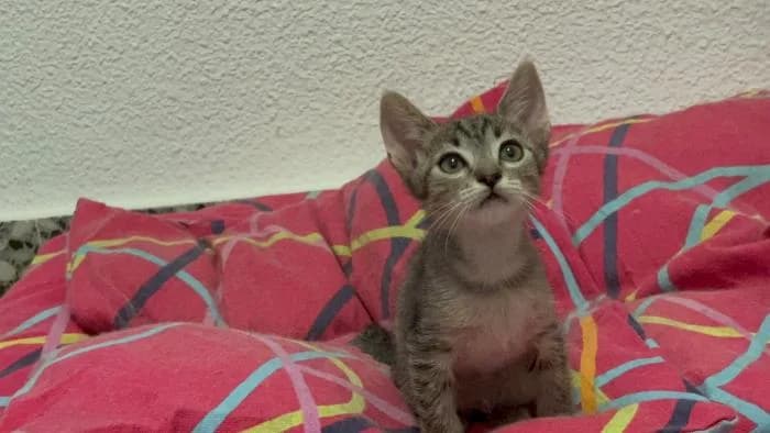 Oli, female puppy Mixed Breed for adoption at Adoptamics