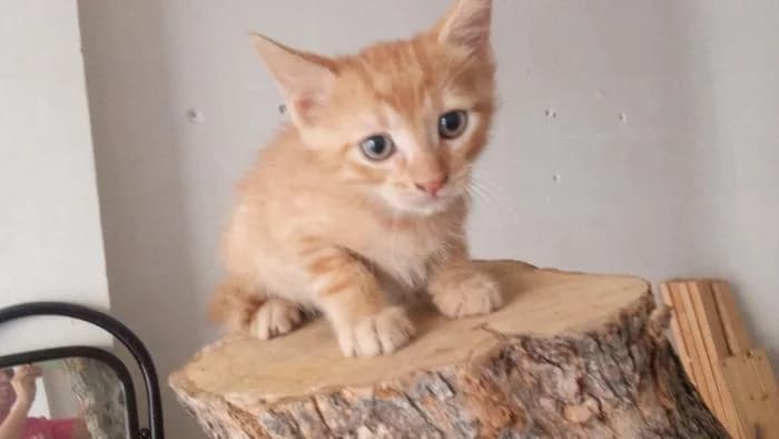 Milu, male puppy Mixed Breed for adoption at Adoptamics