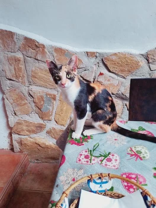 Lina, female puppy Mixed Breed for adoption at Adoptamics