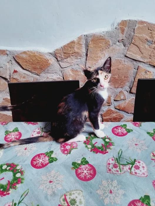 Lenu, female puppy Mixed Breed for adoption at Adoptamics