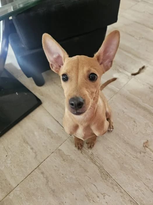 Duna, female puppy Mixed Breed for adoption at Adoptamics