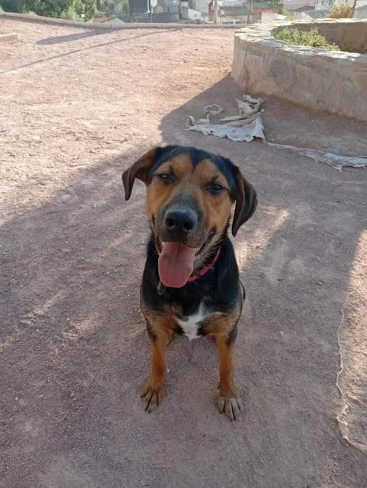 Tyson, male puppy Mixed Breed for adoption at Adoptamics