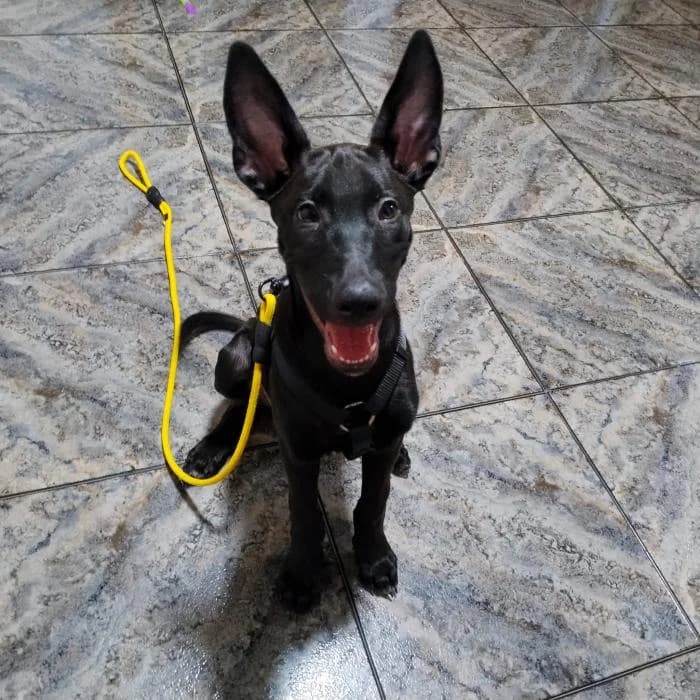 Koby, male puppy Mixed Breed for adoption at Adoptamics