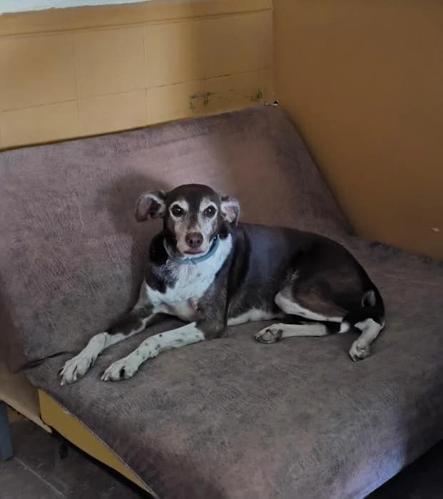 Flaca, female senior Mixed Breed for adoption at Adoptamics