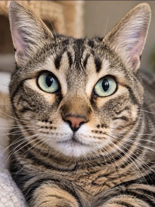 Ulises, male young Mixed Breed for adoption at Adoptamics