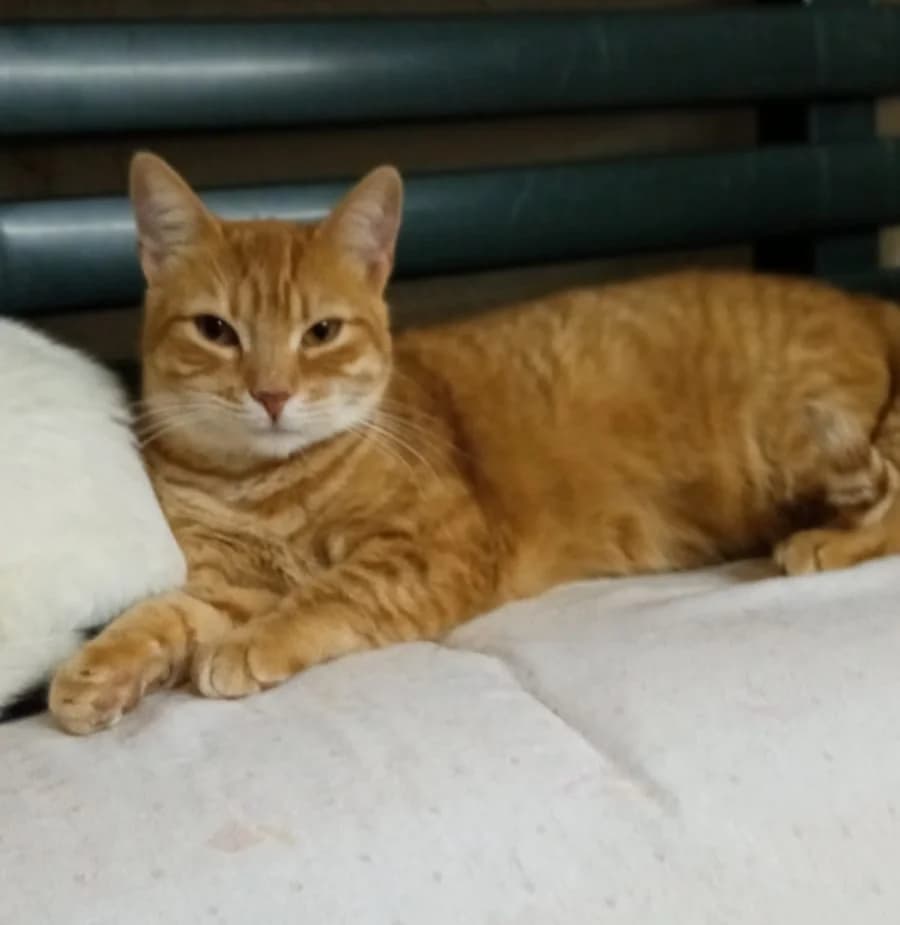 Giny, Mixed Breed for adoption at Adoptar Gatos Madrid Nuevavida, Madrid