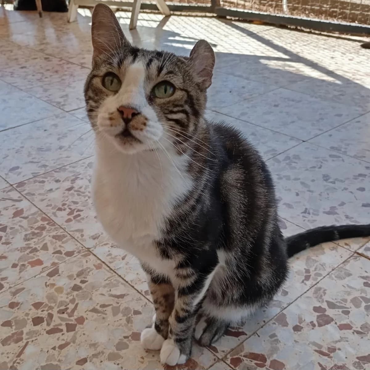 Terciopelo, Mixed Breed for adoption at Adoptar Gatos Madrid Nuevavida, Madrid