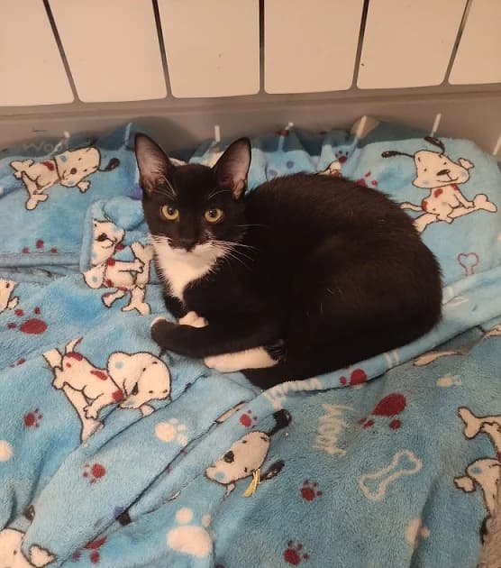 Nigiri, Mixed Breed for adoption at Adoptar Gatos Madrid Nuevavida, Madrid