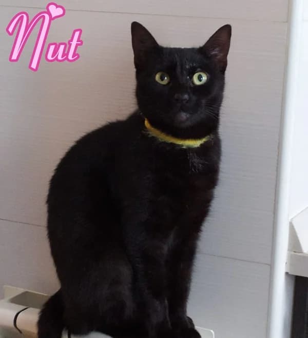 Nut, Mixed Breed for adoption at Adoptar Gatos Madrid Nuevavida, Madrid