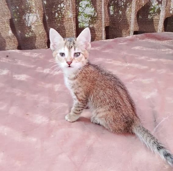 Paty, Mixed Breed for adoption at Adoptar Gatos Madrid Nuevavida, Madrid