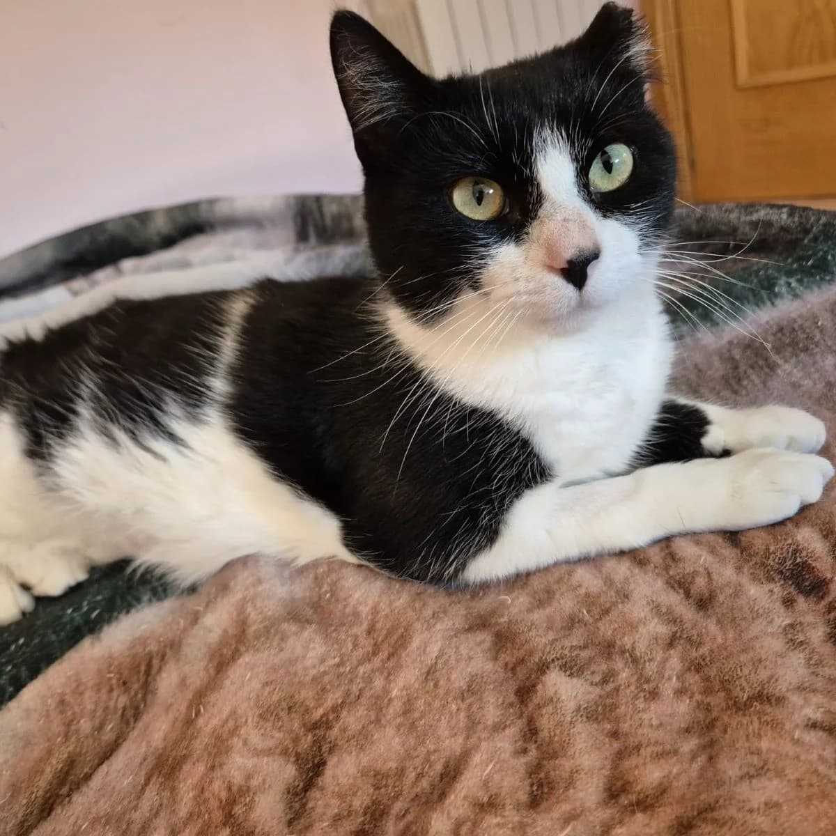Cavi, Mixed Breed for adoption at Adoptar Gatos Madrid Nuevavida, Madrid